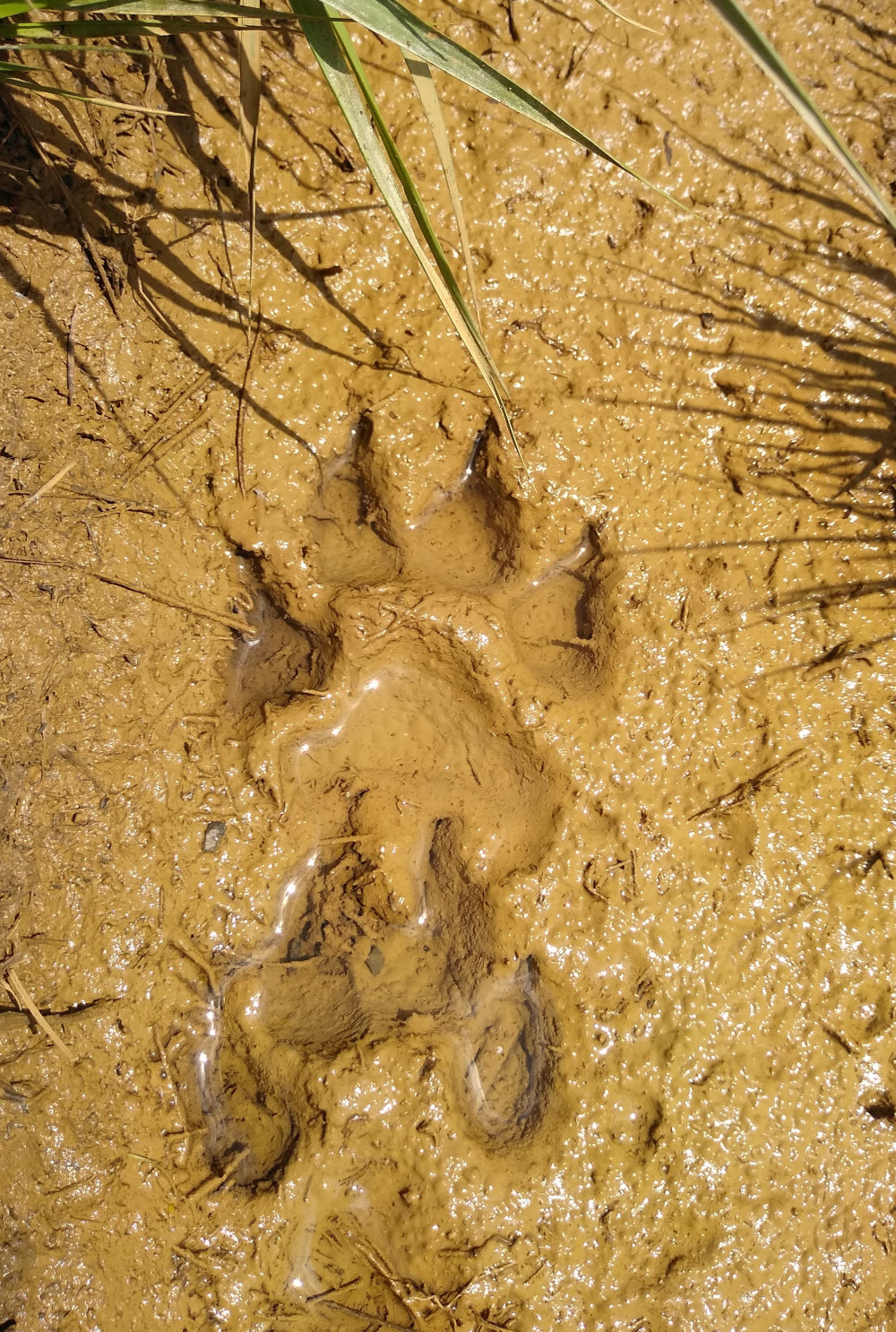 Wolf's paw spotted in the forests of Kočevje by our campers.